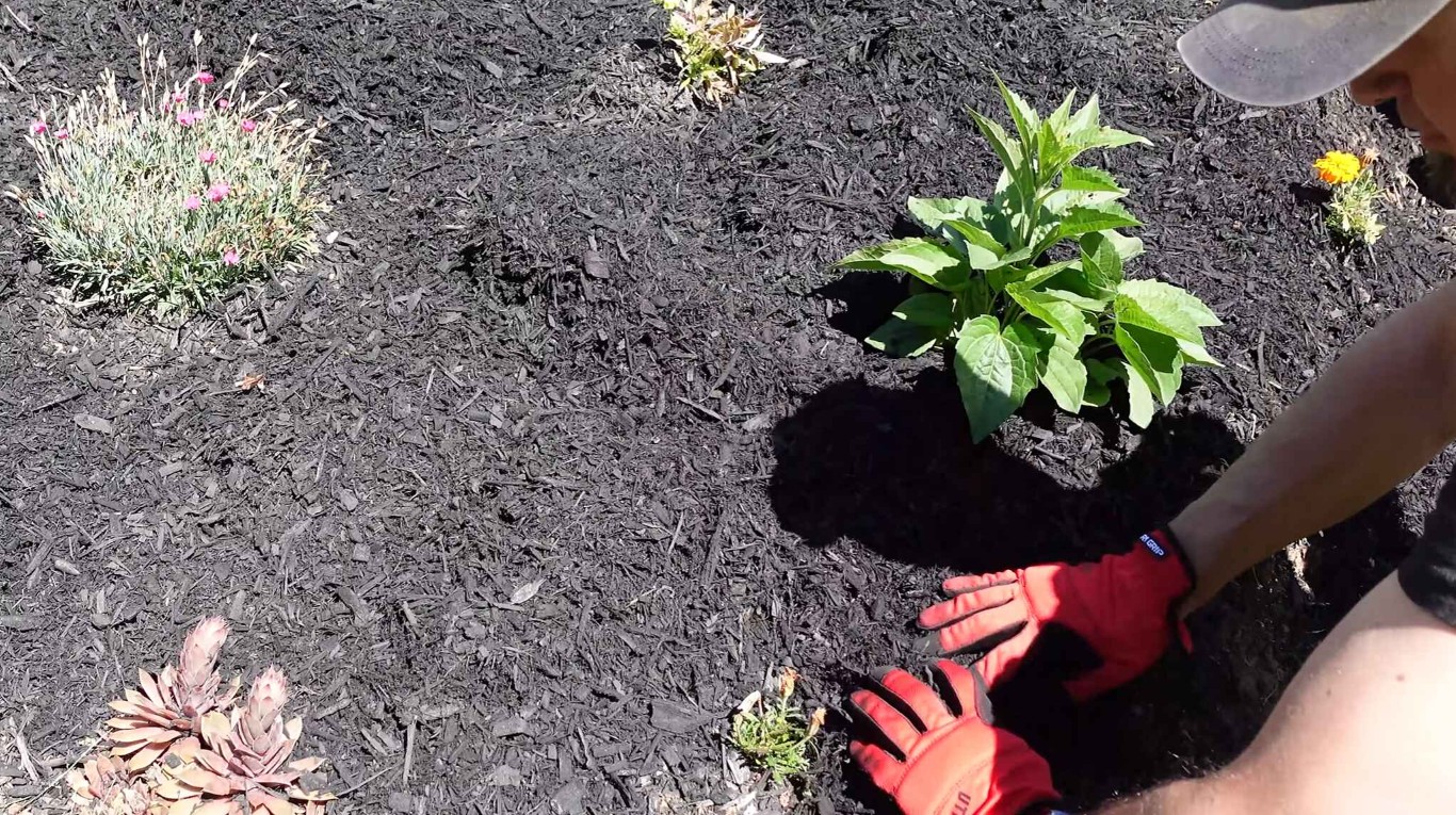 Professional mulching and bed maintenance services in La Porte, TX